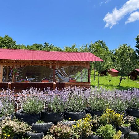 Hotel La 3 Stejari, Calimanesti Salatrucel Esterno foto